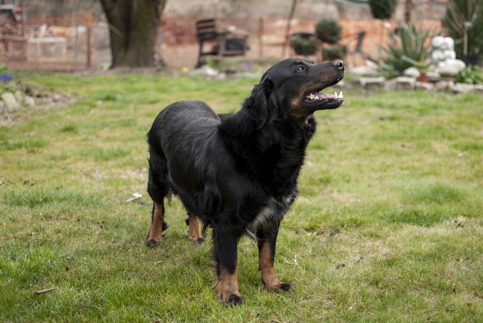 Nikon D60 sample photo. Dog, feb, smart photography