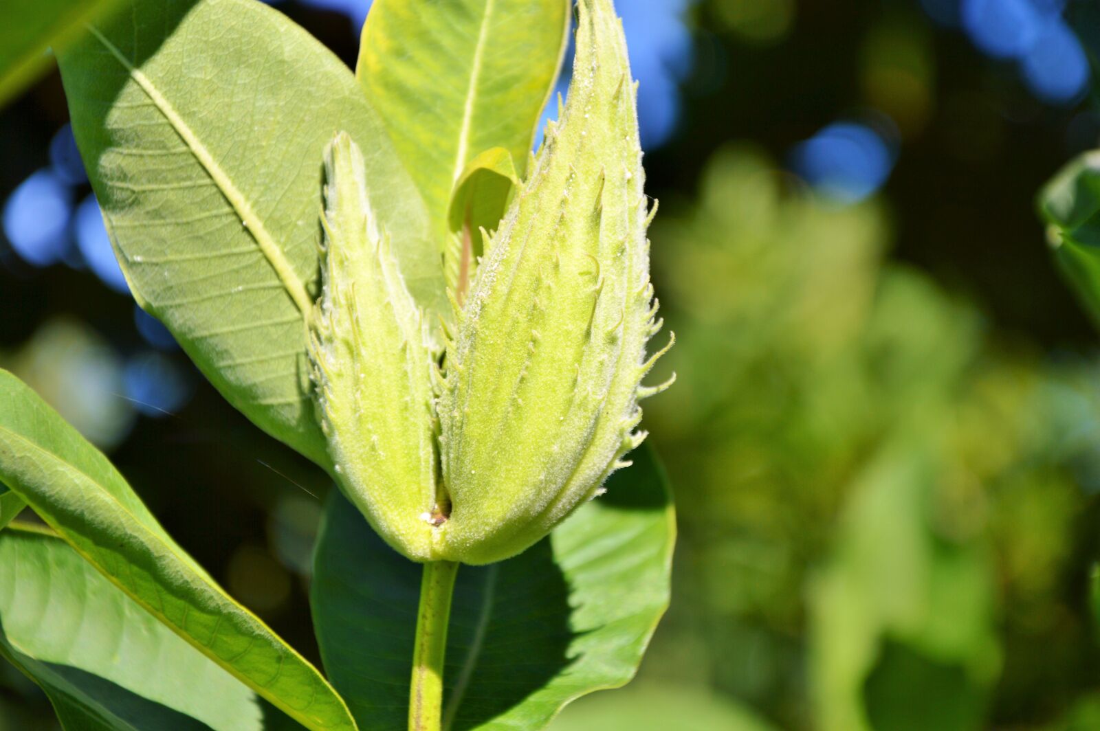 Nikon D3200 sample photo. Silk plant, tubercular silk photography