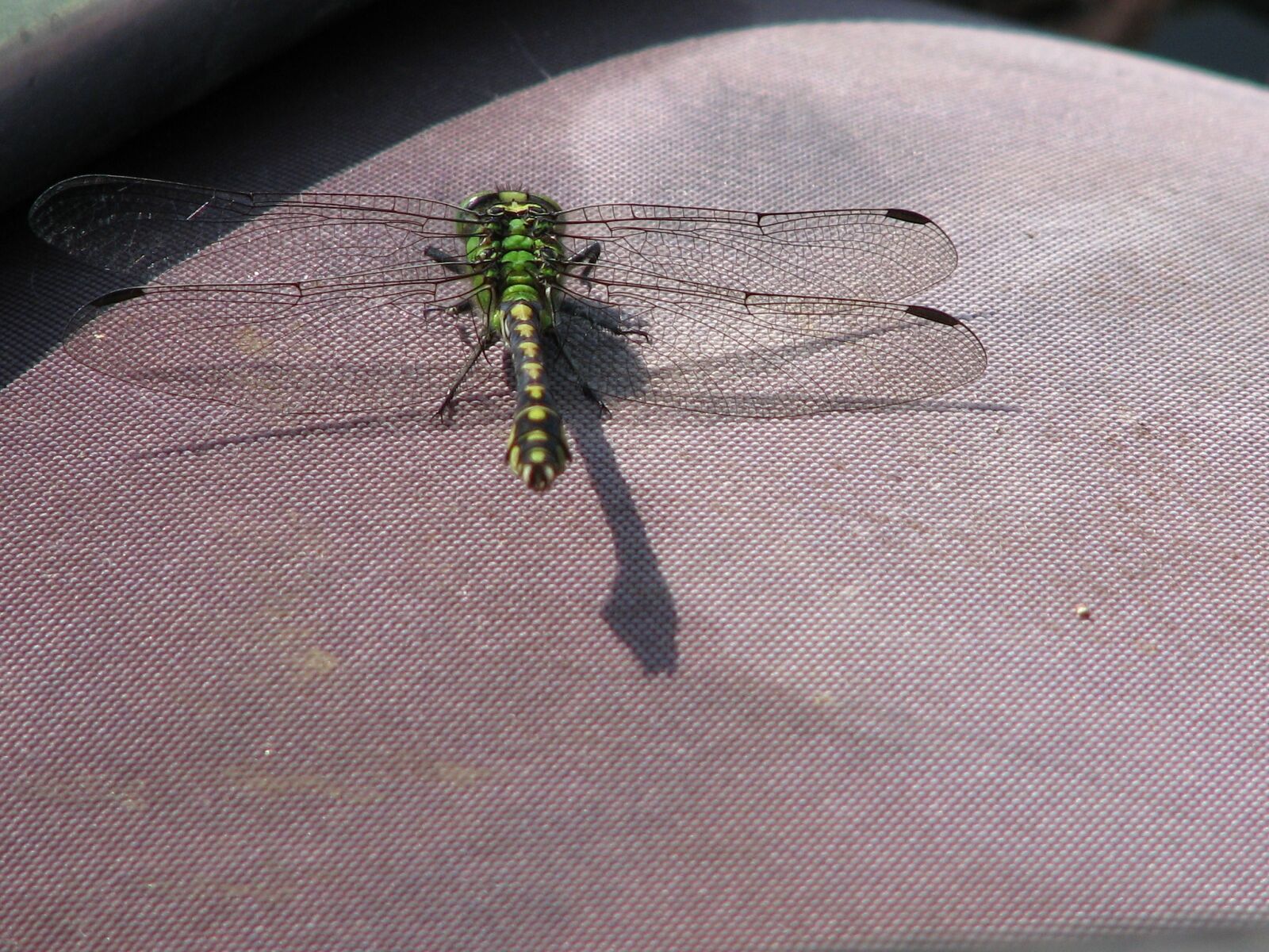 Canon POWERSHOT S5 IS sample photo. Dragonfly, insect, flies photography