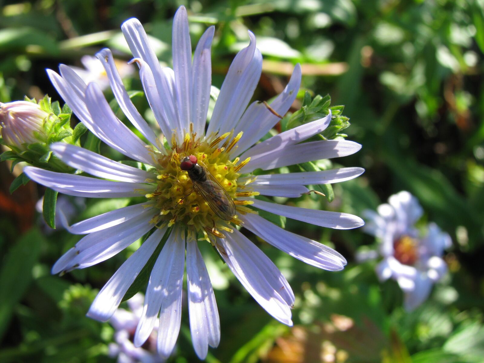 Canon POWERSHOT S5 IS sample photo. Wild flower, blue aster photography