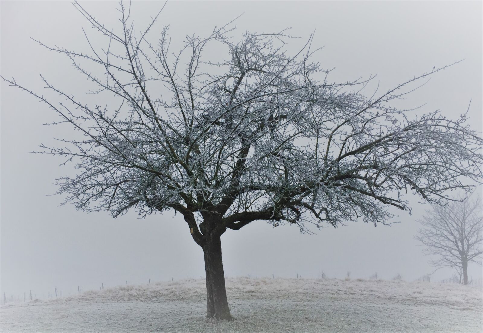 Apple iPhone 6 sample photo. Tree, winter, landscape photography