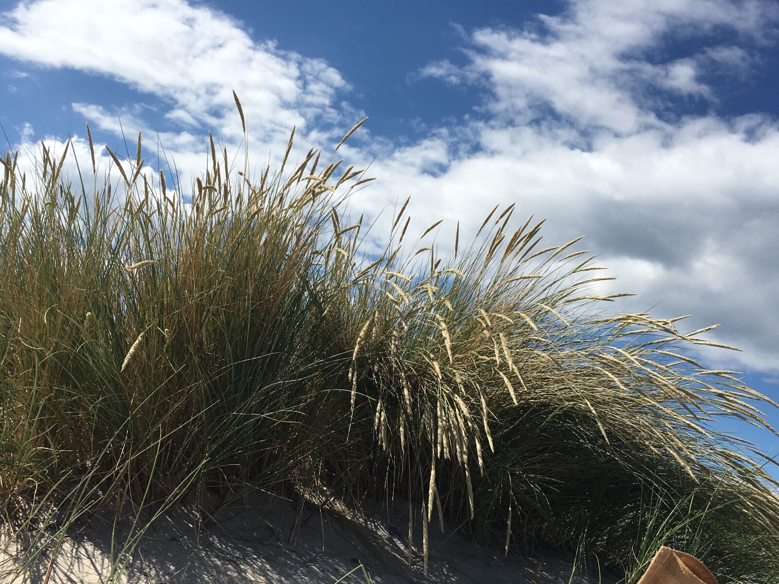 iPhone 6s back camera 4.15mm f/2.2 sample photo. Beach, beach grass, baltic photography