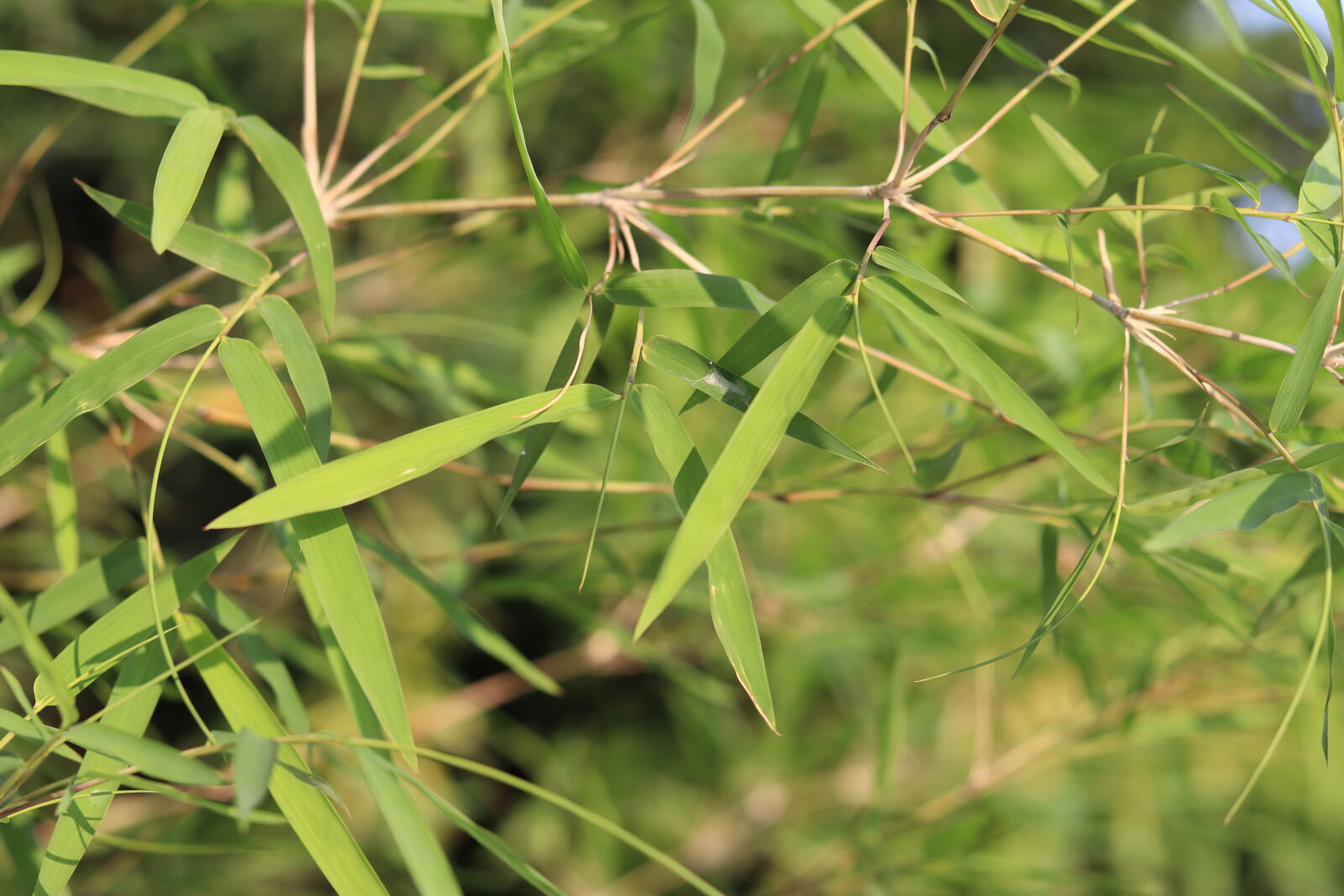 Canon EF 50mm F1.8 STM sample photo. Bamboo leaf photography