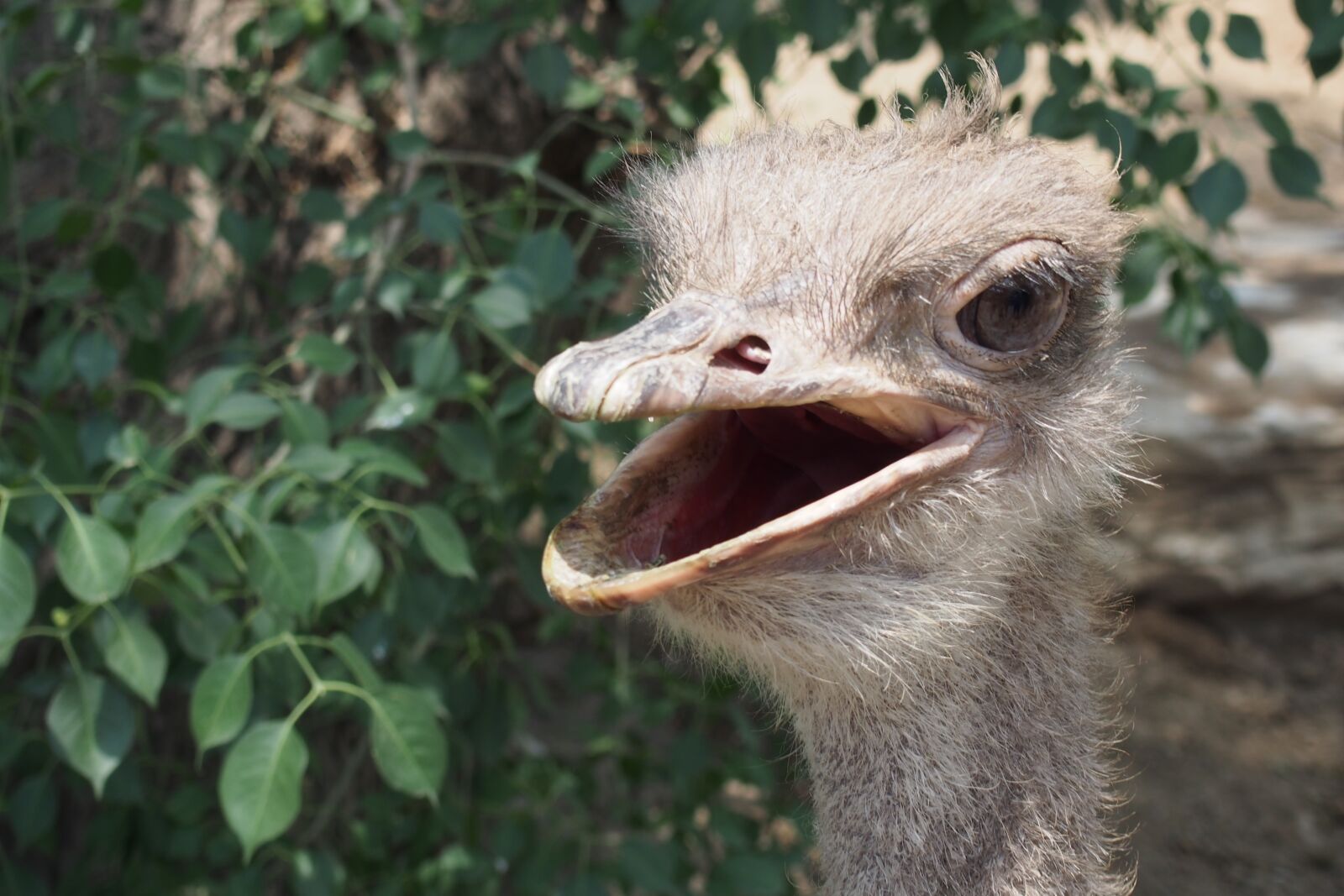 Olympus PEN E-P5 sample photo. The ostrich, bird, zoo photography
