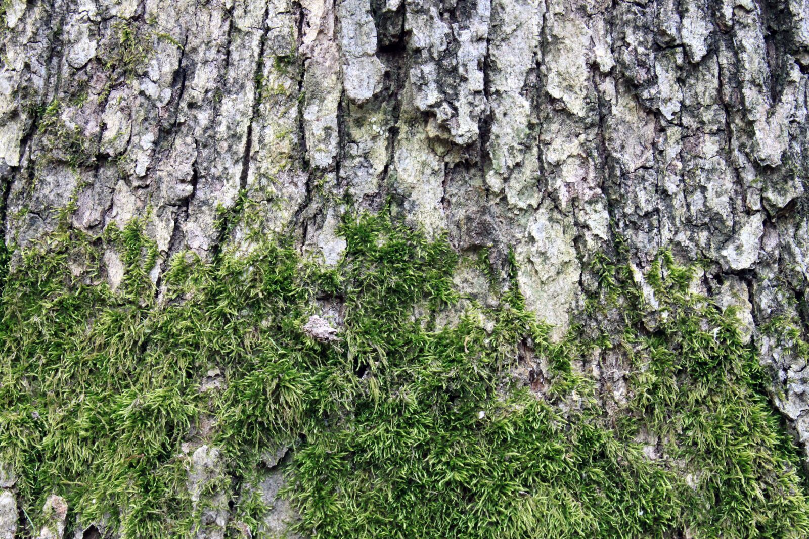 Canon EOS 500D (EOS Rebel T1i / EOS Kiss X3) sample photo. Background, texture, moss photography