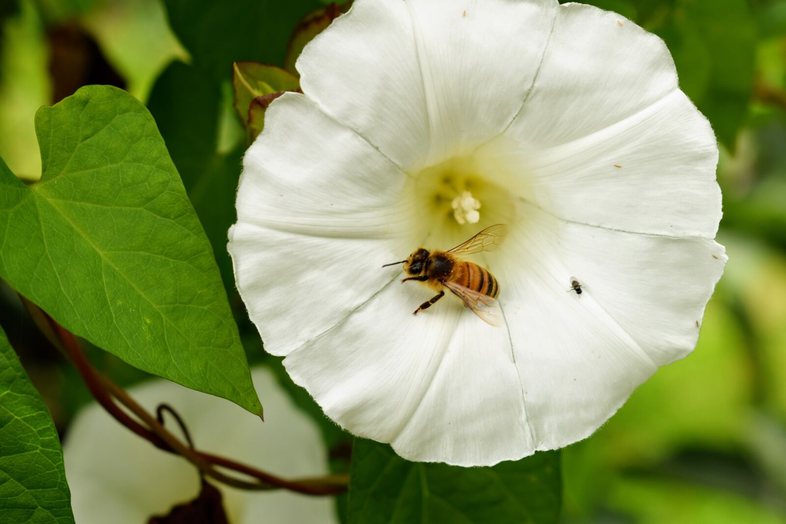 Nikon D3300 sample photo. Bees, nature, bloom photography