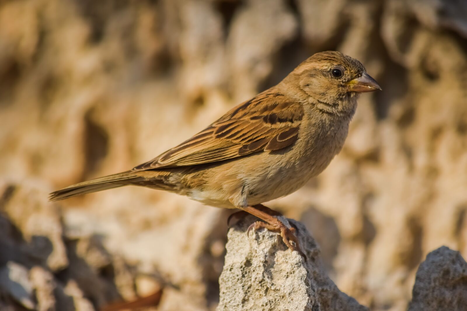 Nikon D3300 sample photo. Sparrow, nature, bird photography