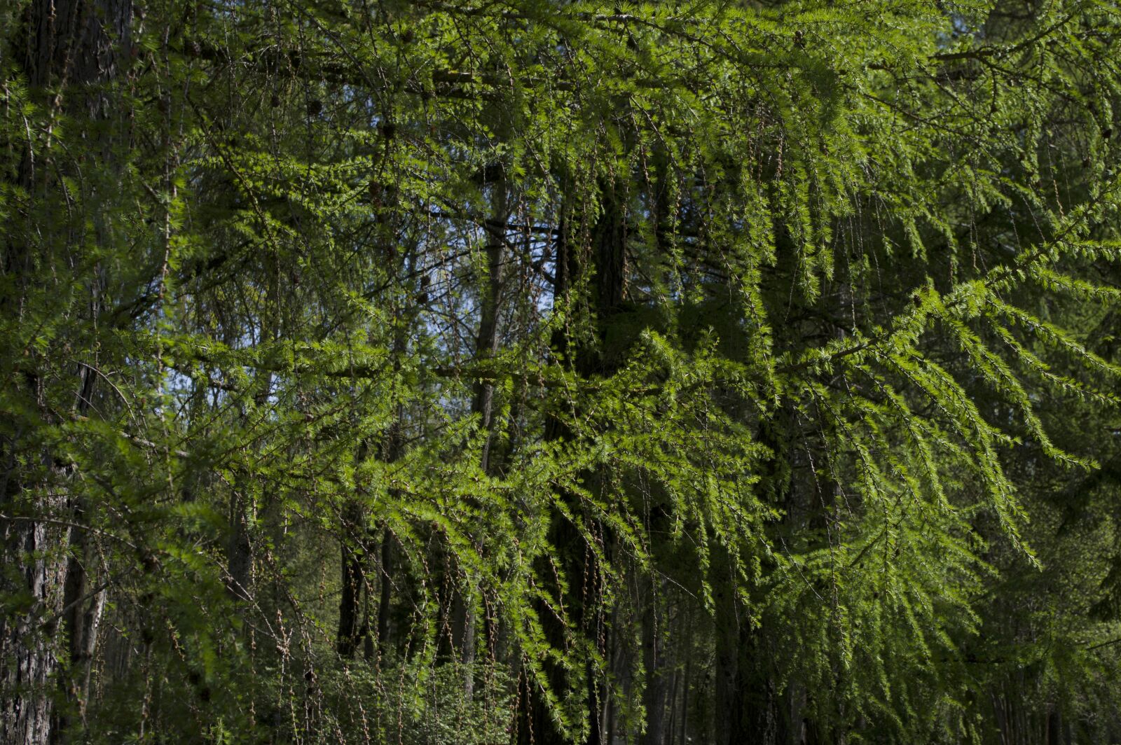 Pentax K-3 sample photo. Tree, wood, nature photography