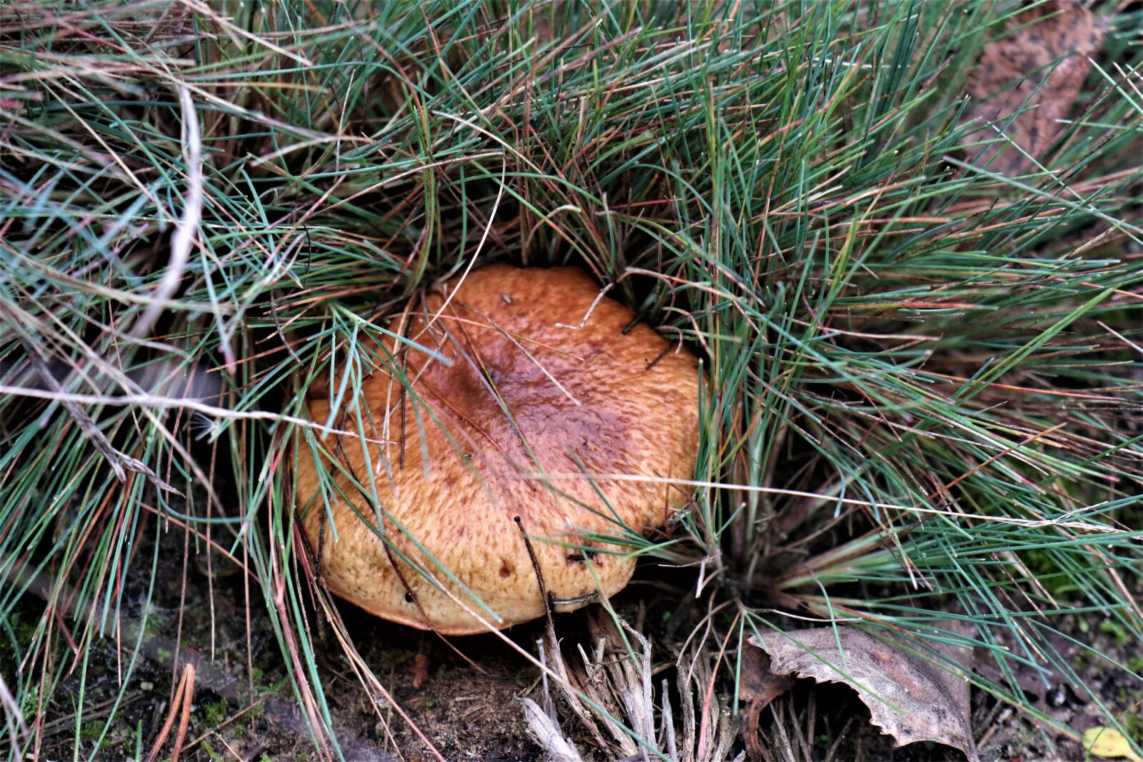 Canon EOS M6 sample photo. Maslak, mushroom, autumn photography