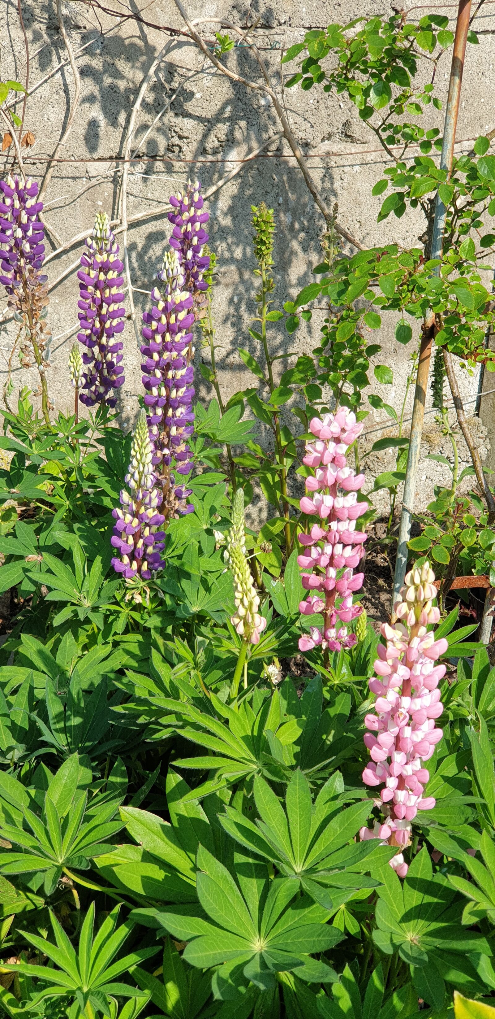 Samsung Galaxy Note9 sample photo. Lupins, flowers, garden photography