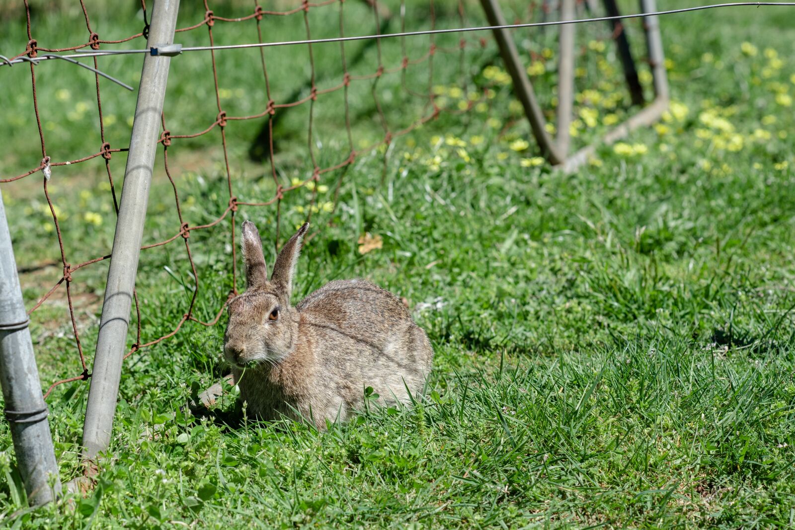 Nikon D750 sample photo. Rabbit, european rabbit, mammal photography