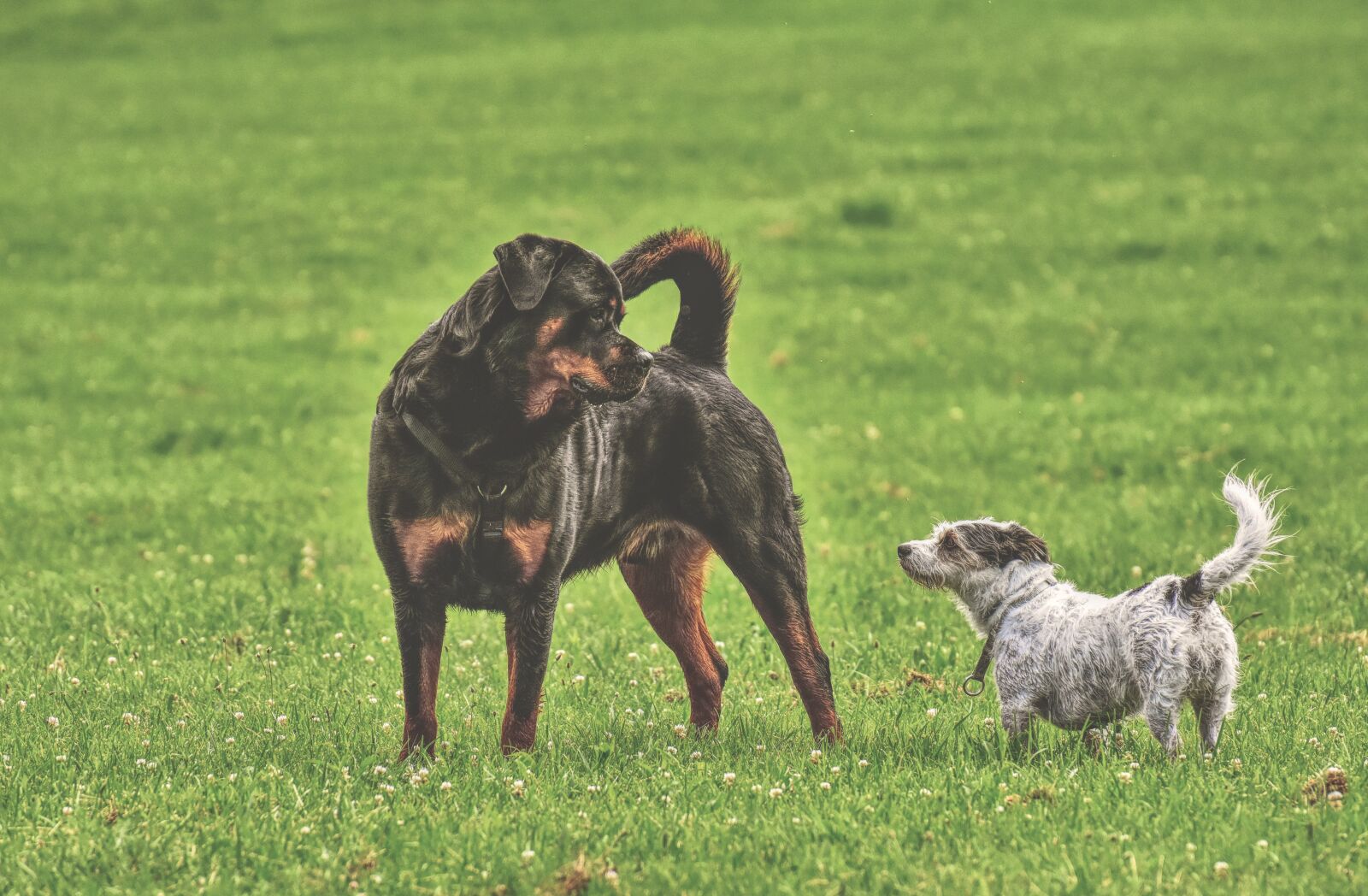 Nikon D7200 sample photo. Rottweiler, purebred dog, hybrid photography