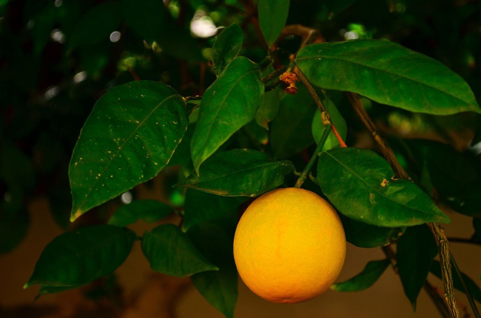 Nikon D5100 sample photo. Orange, fruit, tree photography