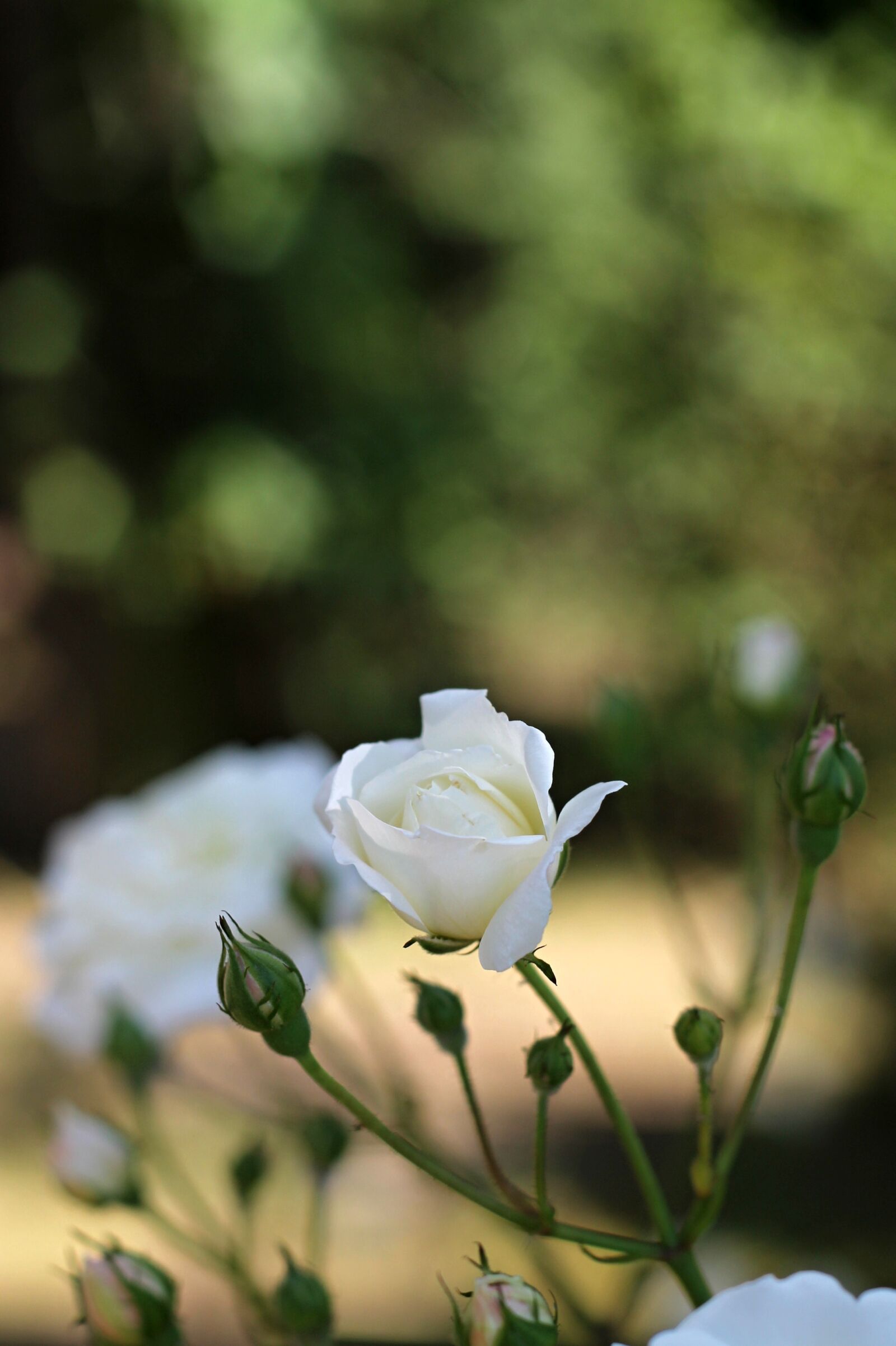Canon EOS 1100D (EOS Rebel T3 / EOS Kiss X50) + Canon EF 50mm F1.8 II sample photo. Rose, white, bush photography