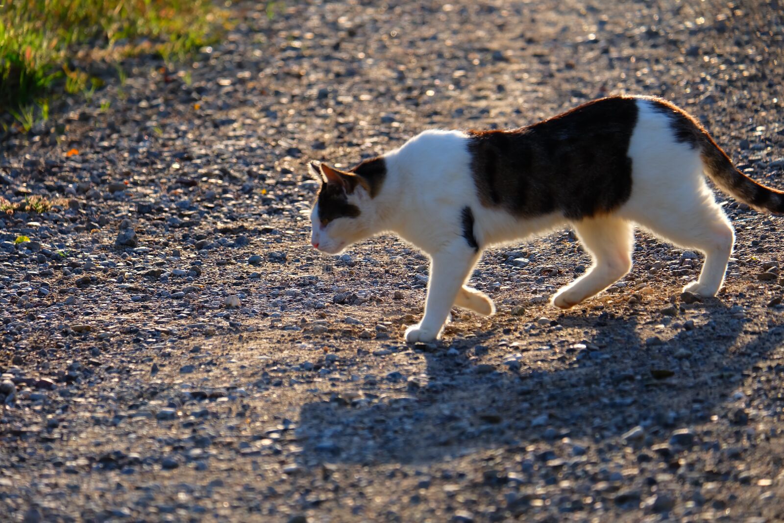 Fujifilm X-A2 + Fujifilm XC 50-230mm F4.5-6.7 OIS II sample photo. Cat, pet, animal photography