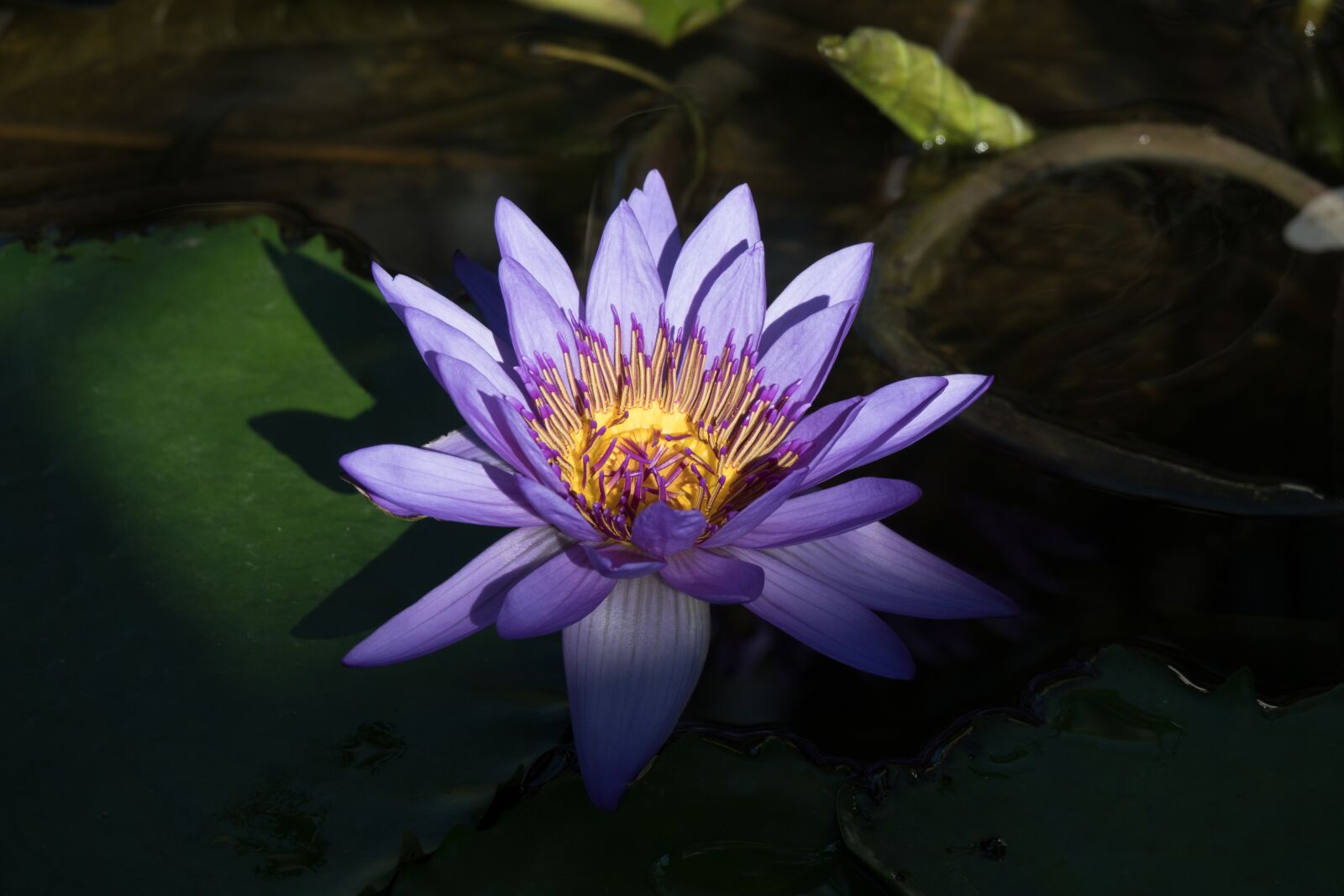Sony Cyber-shot DSC-RX10 IV sample photo. Lotus, flower, plant photography