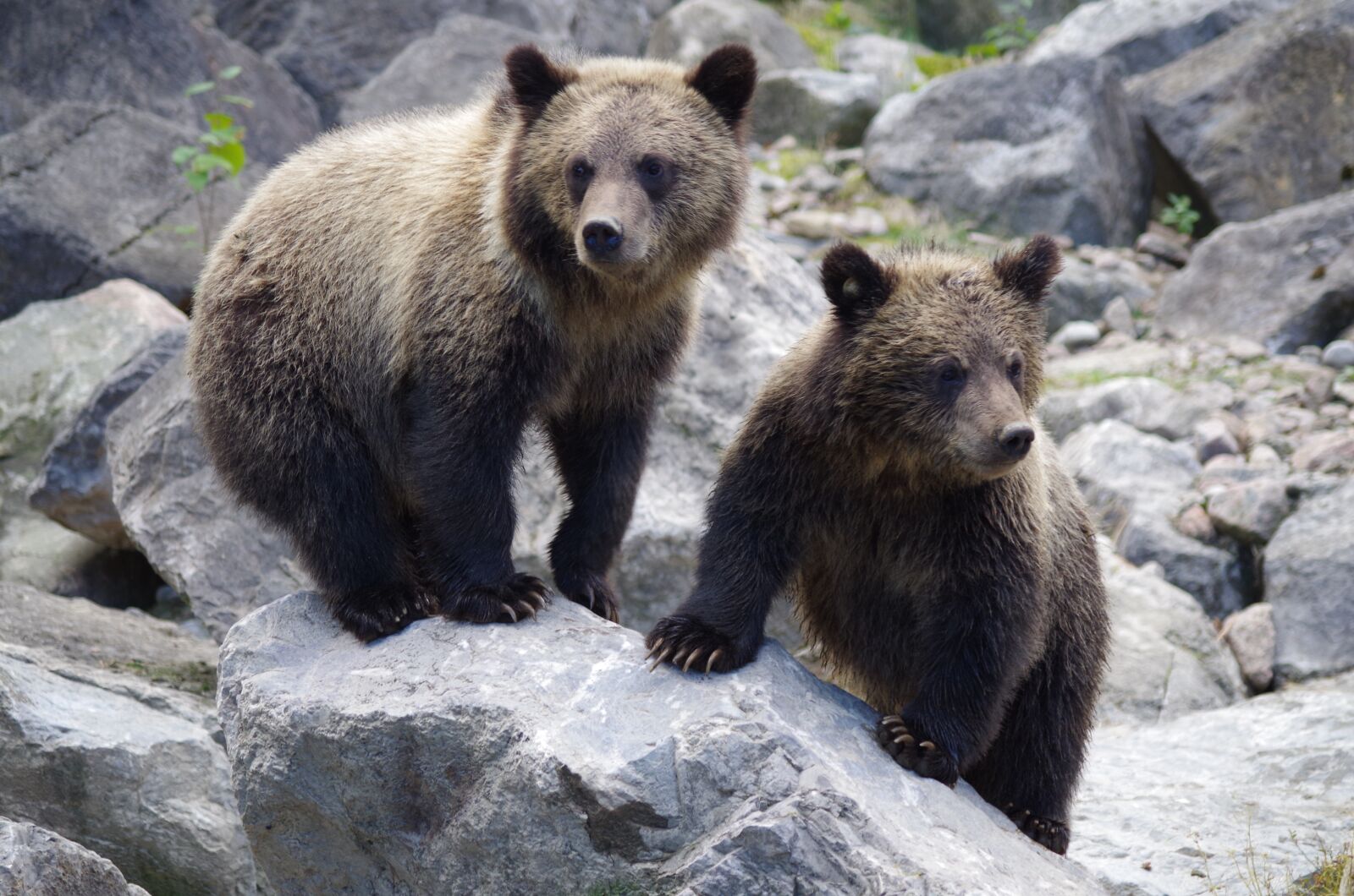 Pentax K-50 sample photo. Bear, bear cub, nature photography