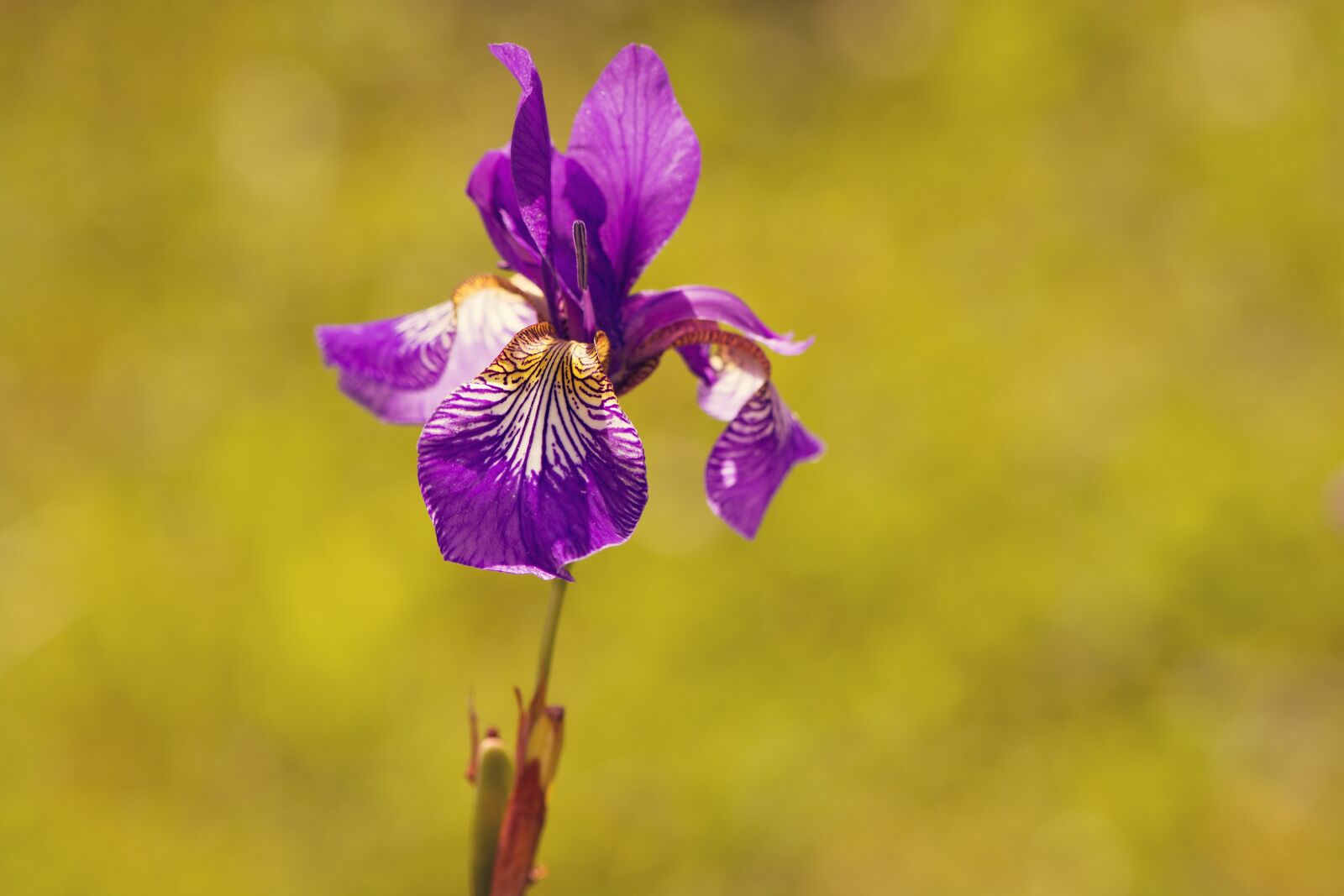 Nikon D7100 sample photo. Iris, plant, flower photography
