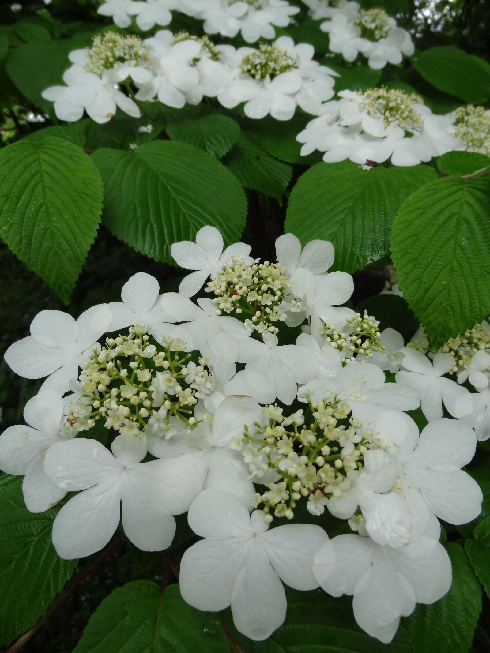 Sony Cyber-shot DSC-HX9V sample photo. Flower, garden, flower photography