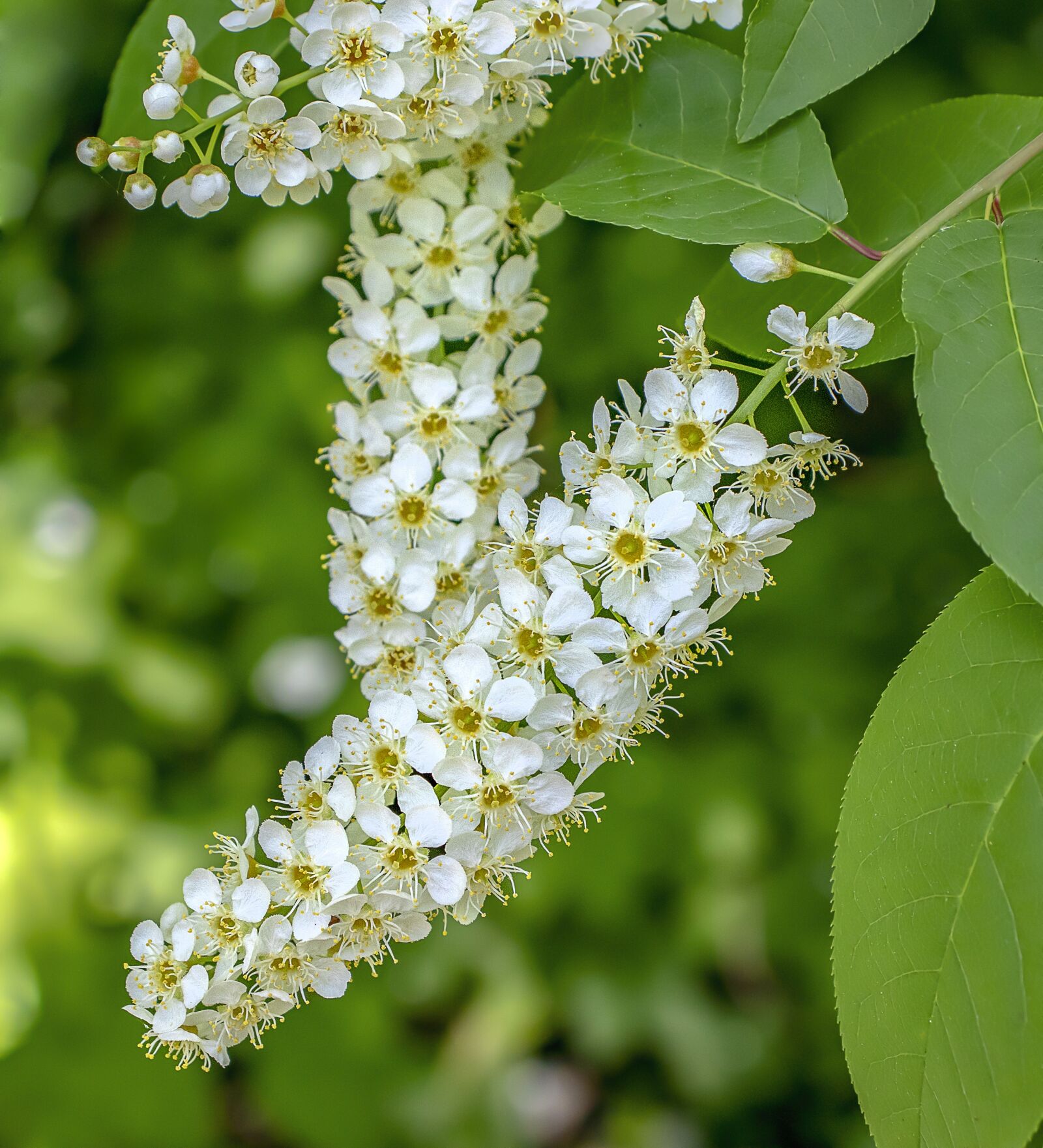 Canon EOS 800D (EOS Rebel T7i / EOS Kiss X9i) sample photo. Bird-cherry-blossom, wildflower, flowers photography
