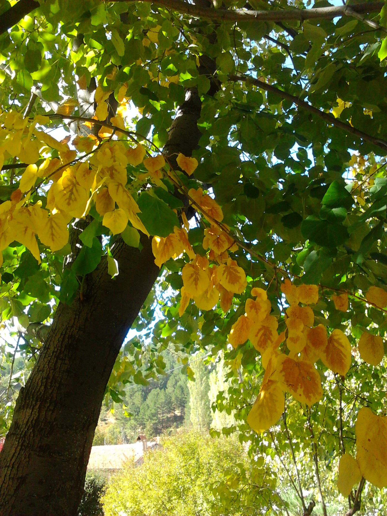 Samsung GT-S5253 sample photo. Autumn, yellow, green photography