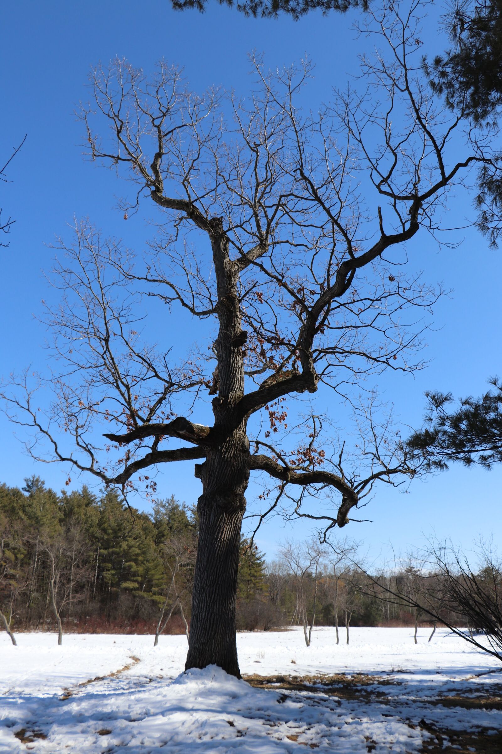Canon EOS 800D (EOS Rebel T7i / EOS Kiss X9i) sample photo. Tree, winter, wood photography