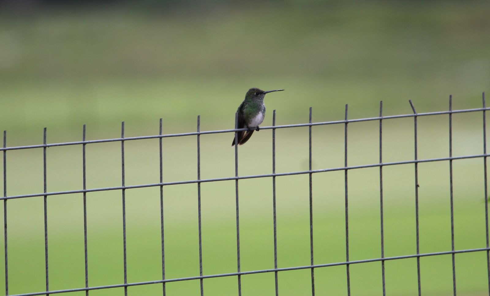 Canon EOS 1300D (EOS Rebel T6 / EOS Kiss X80) sample photo. Hummingbird, nature, bird photography