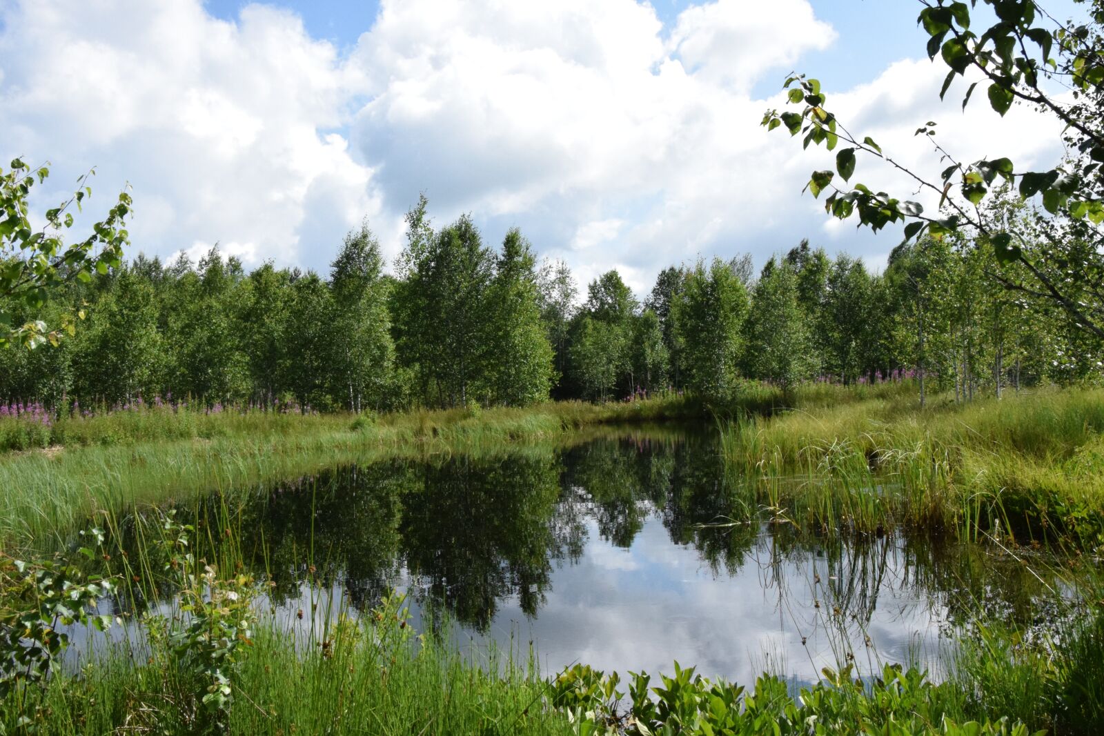 Nikon D5300 sample photo. Marsh, nature, green photography