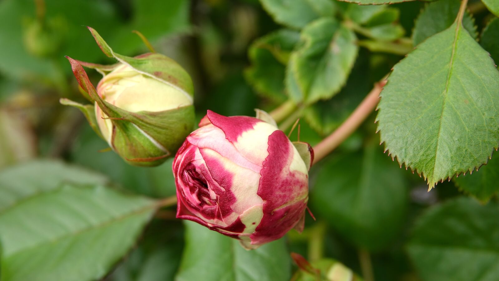 Sony Cyber-shot DSC-RX10 III sample photo. Roses, may 9,, evolution photography