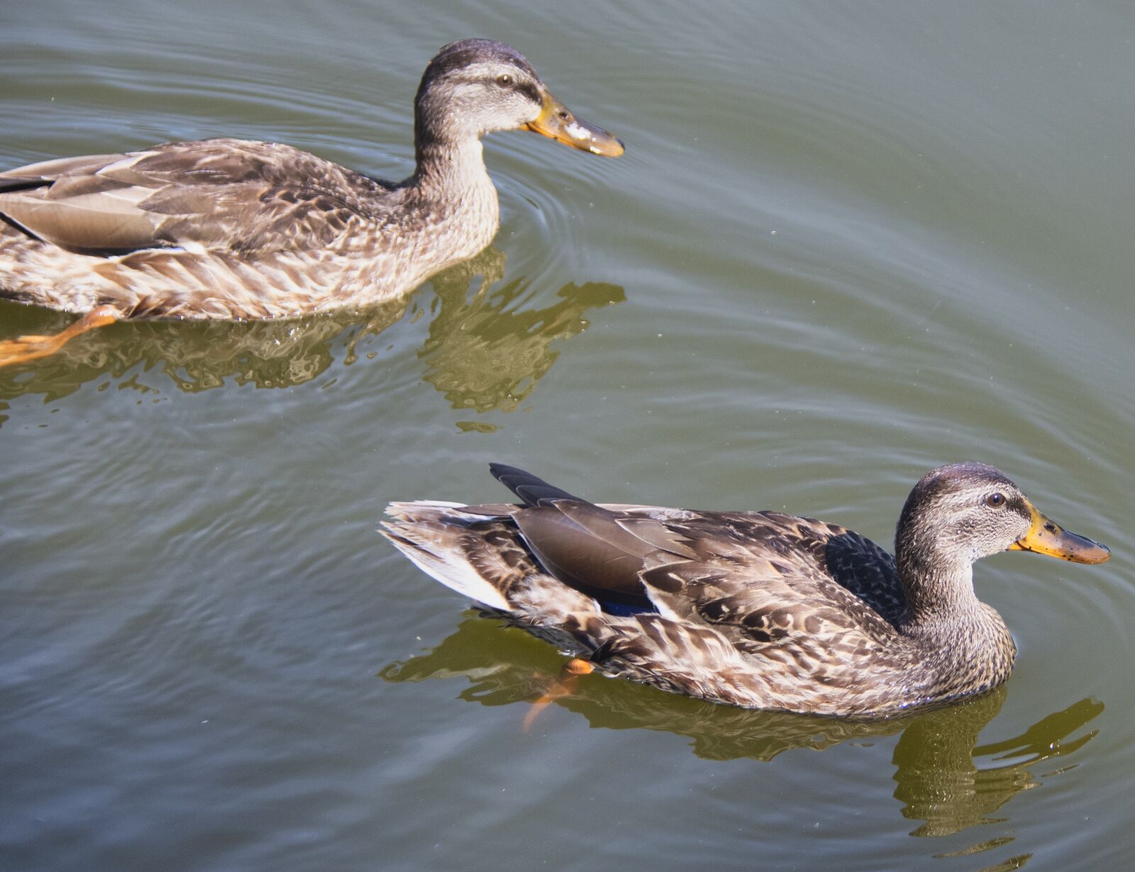 Nikon D850 sample photo. Duck, bird, waterfowl photography