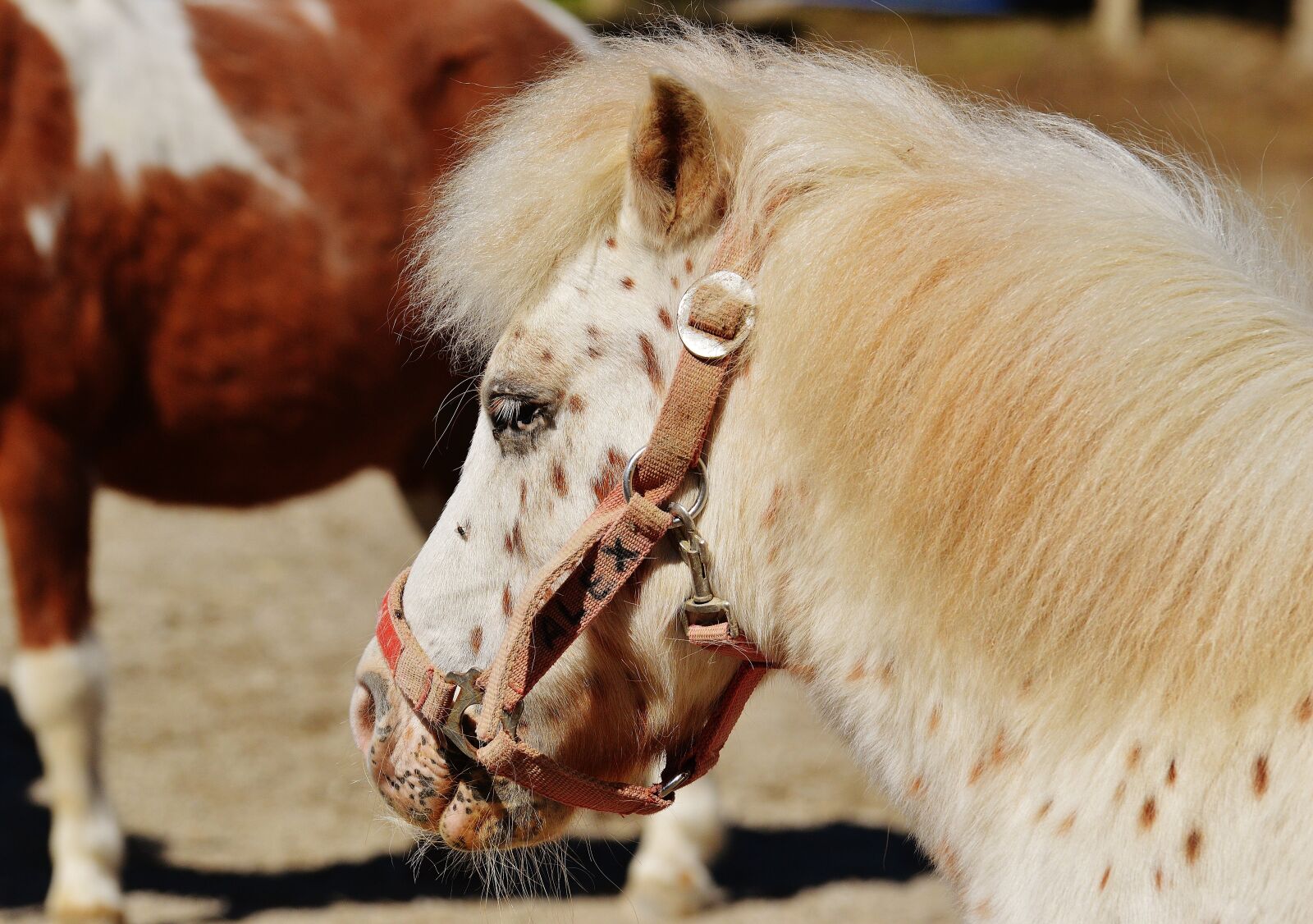 Nikon D3200 sample photo. Horses, pony, funny photography