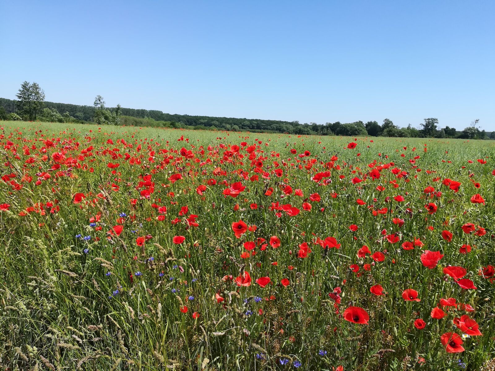 HUAWEI PRA-LX1 sample photo. Poppy, poppies, flower photography