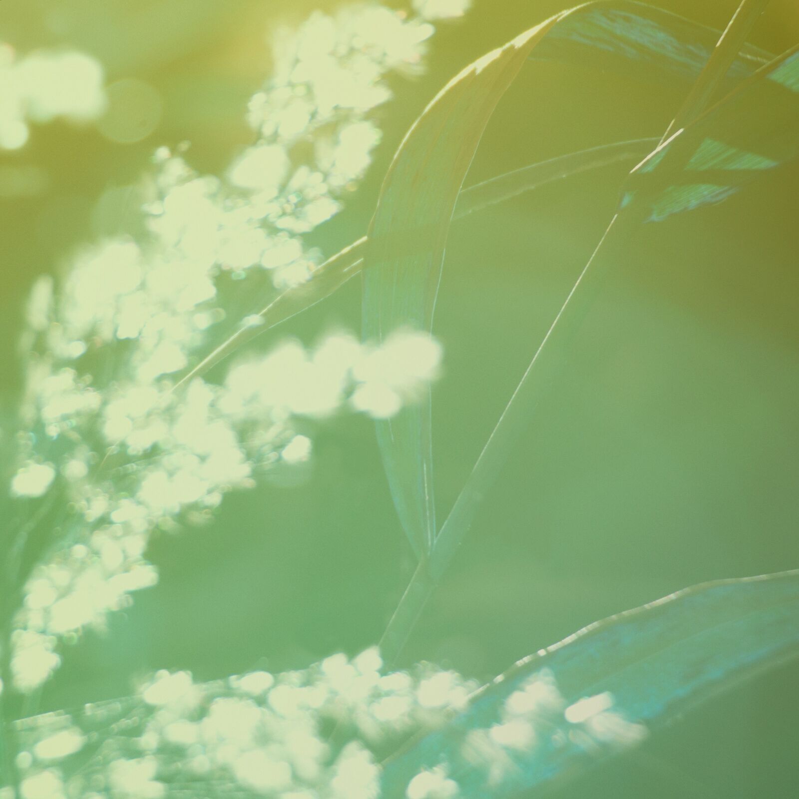 Nikon D5000 sample photo. Natural, green, straw photography