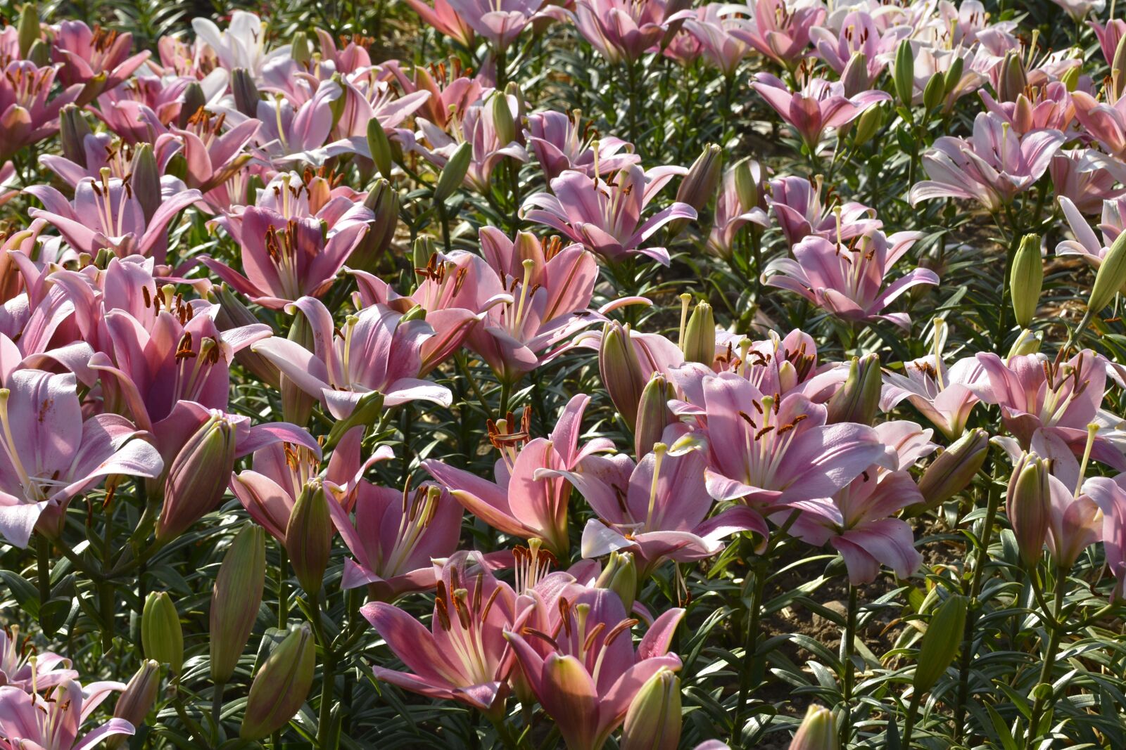 Nikon D7100 sample photo. Lily, plant, blossom photography