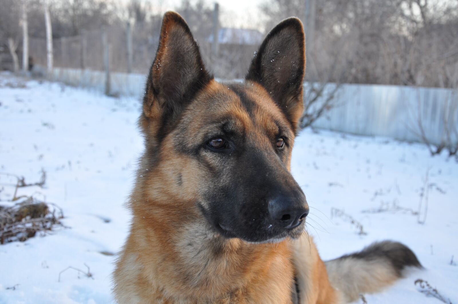 Nikon D90 sample photo. Dog, training, home photography