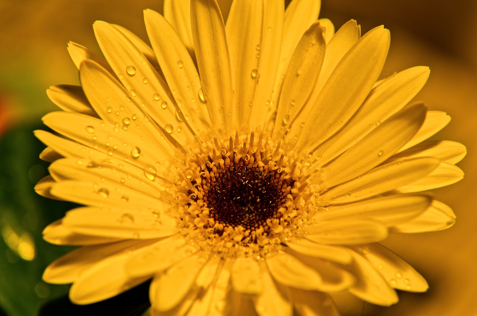 Nikon D5100 sample photo. Flower, nature, romance photography