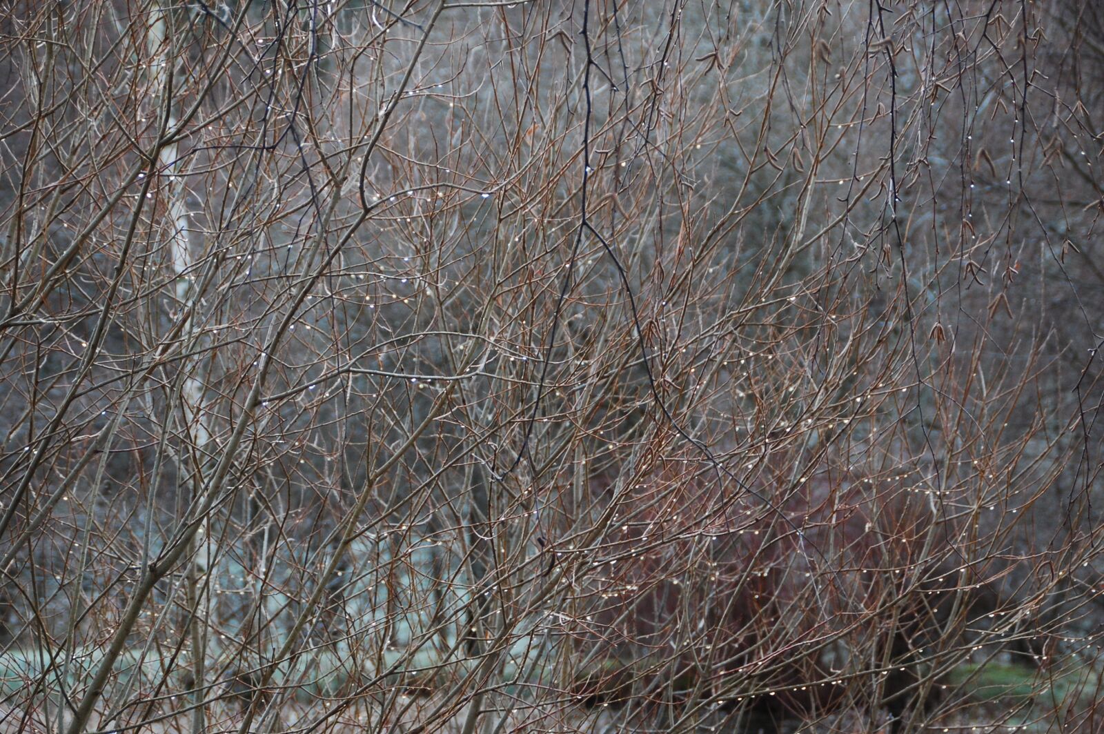 Nikon D40 sample photo. Drops of water, branches photography