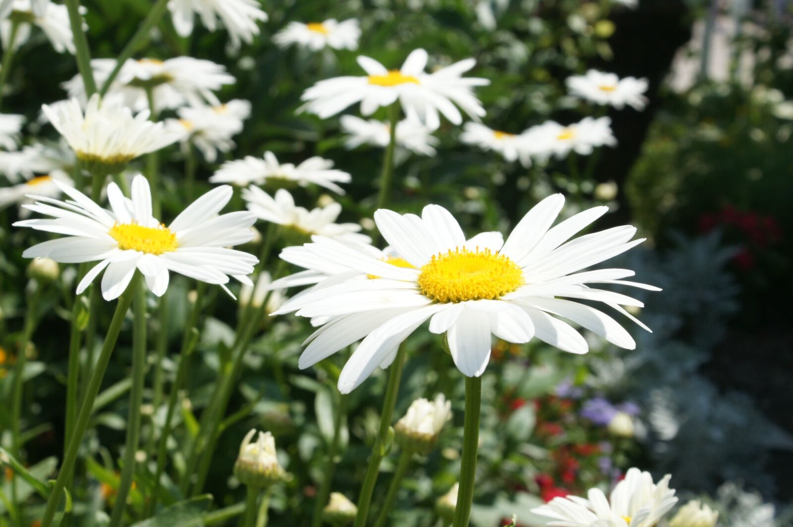 Sony Alpha DSLR-A900 sample photo. Daisy, garden, bright photography