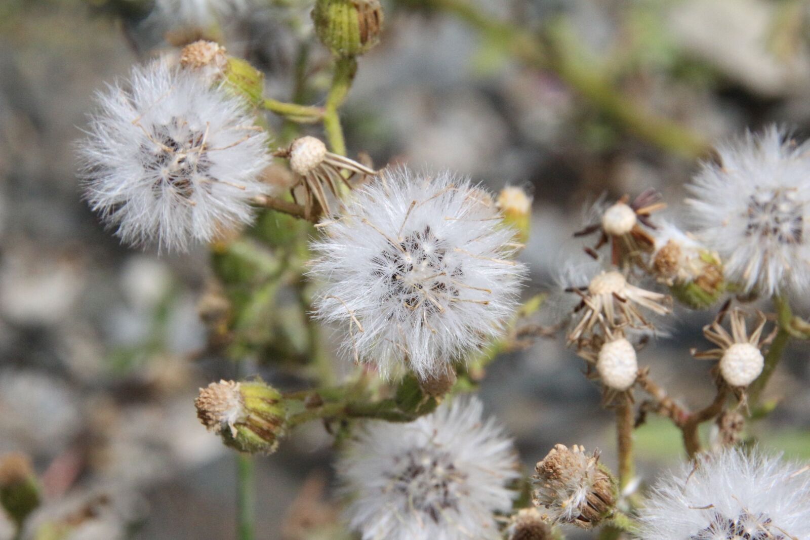 Canon EOS 100D (EOS Rebel SL1 / EOS Kiss X7) sample photo. Mountain, mountain flower, nature photography