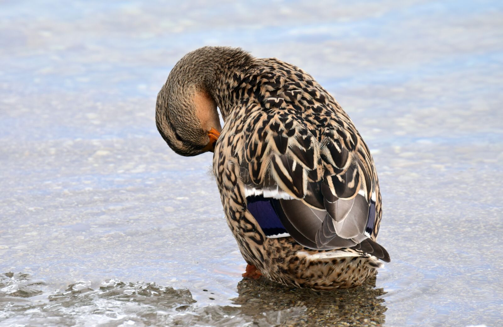 Nikon D3300 sample photo. Duck, mallard, female photography