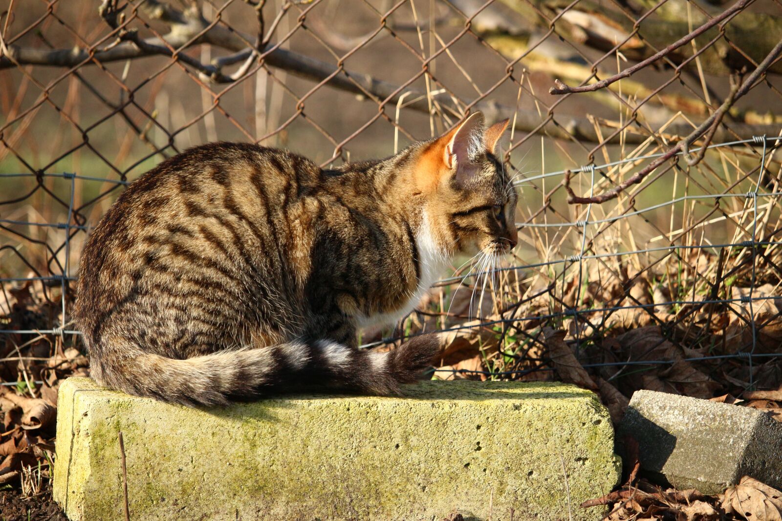 Canon EOS 100D (EOS Rebel SL1 / EOS Kiss X7) sample photo. Cat, kitten, mackerel photography