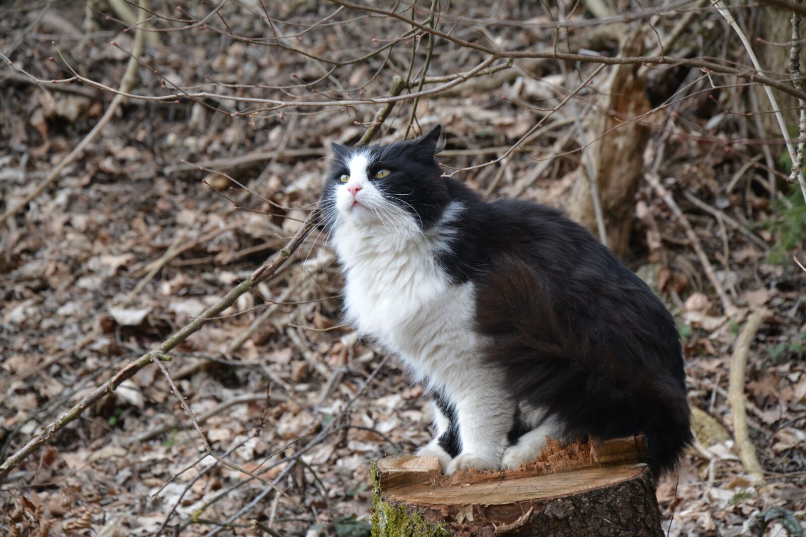 Nikon D5200 sample photo. Cat, black, pet photography