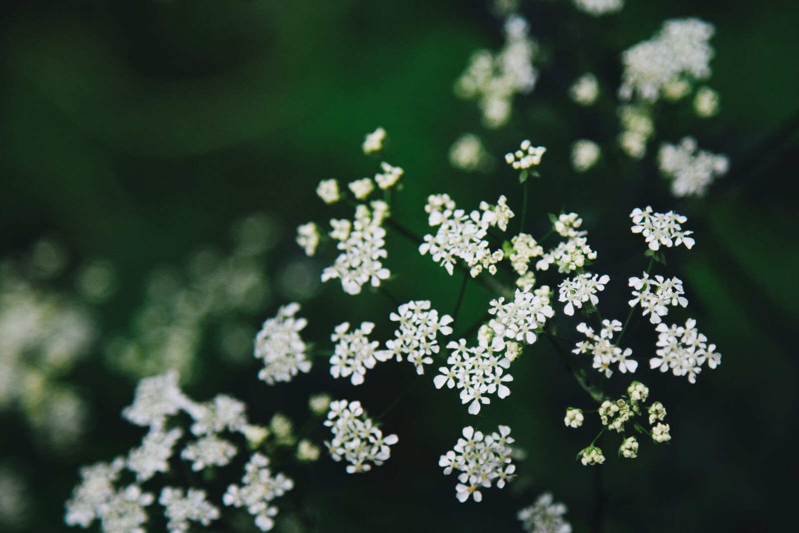 Canon EF 24-105mm F4L IS USM sample photo. Detail, flowers, forest, green photography
