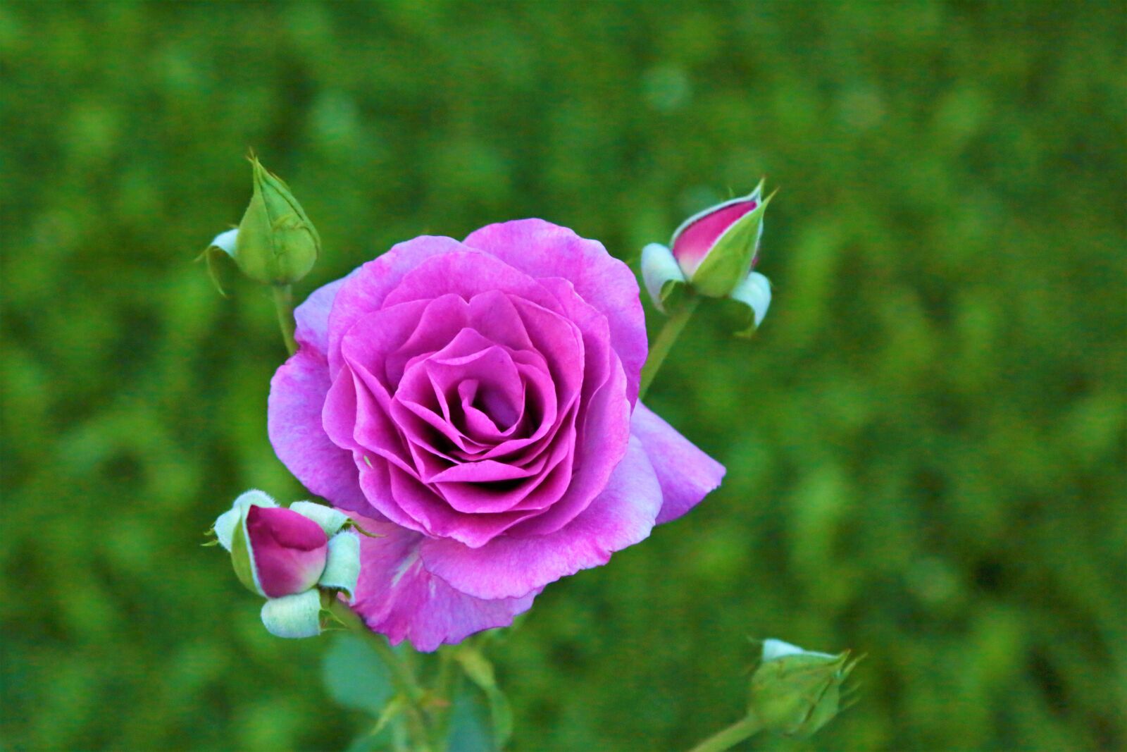 Canon EF 24-105mm F4L IS USM sample photo. Rose, flower, petals photography