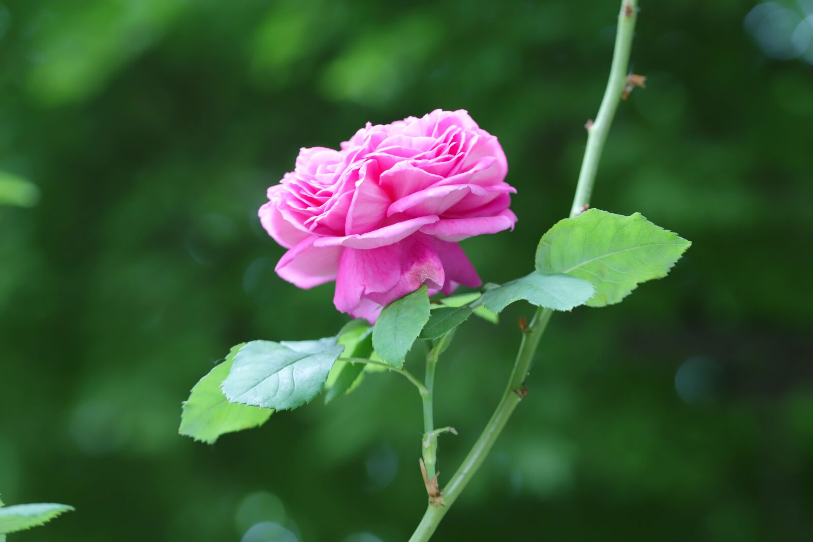 Canon EOS 6D Mark II sample photo. Rose, flowers, love photography
