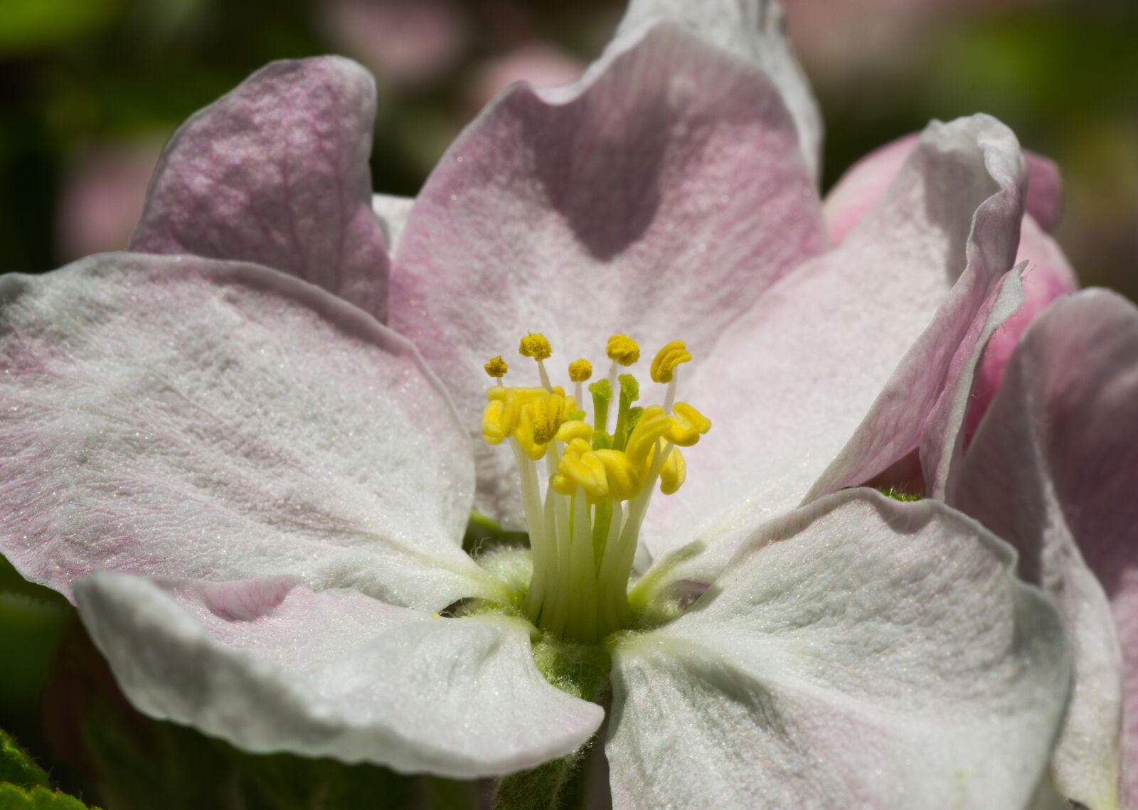 Tamron SP AF 90mm F2.8 Di Macro sample photo. Flower, nature, plant photography