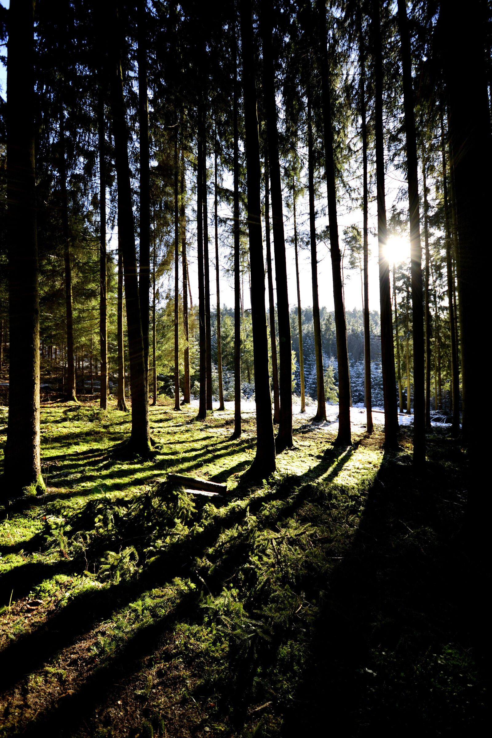 Nikon D3300 sample photo. Nature, tree, landscape forest photography