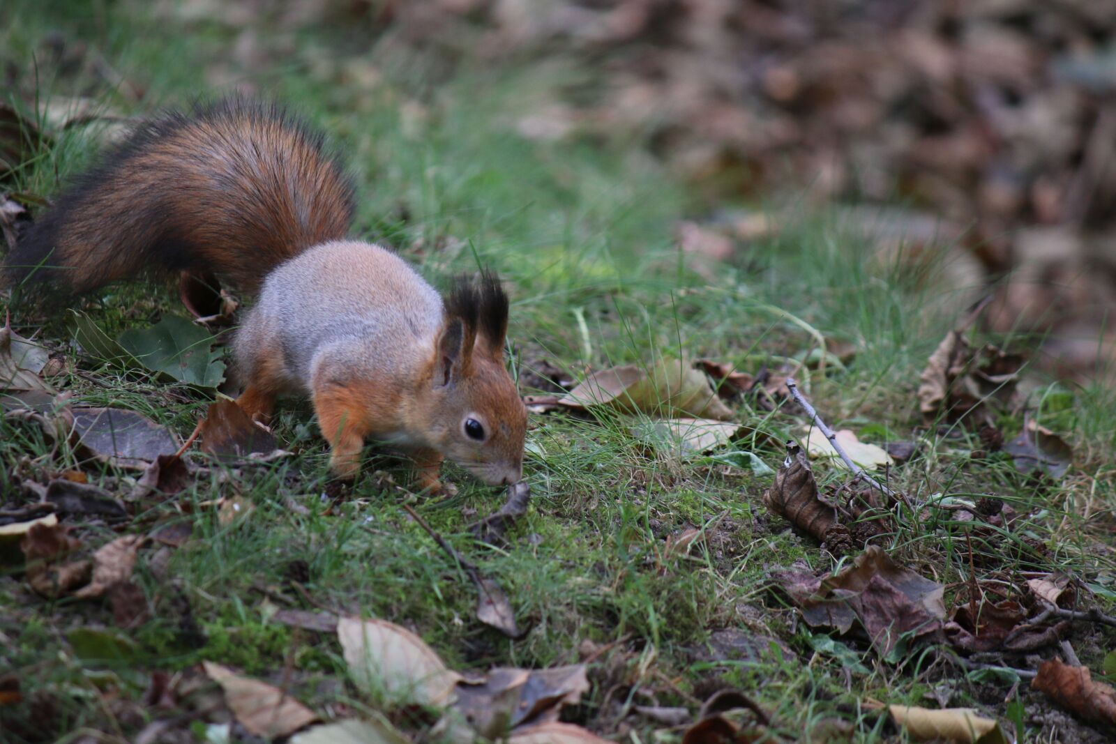 Canon EOS 70D + Canon EF-S 55-250mm F4-5.6 IS sample photo. Squirrel, nature, animal photography