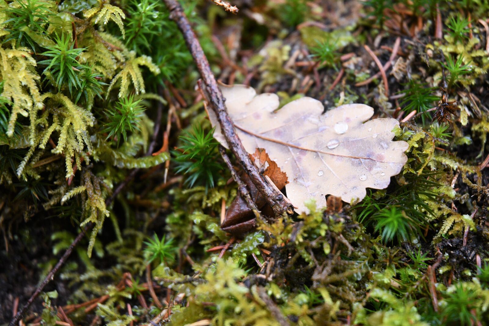 Nikon D7500 sample photo. Forest, forest floor, pine photography