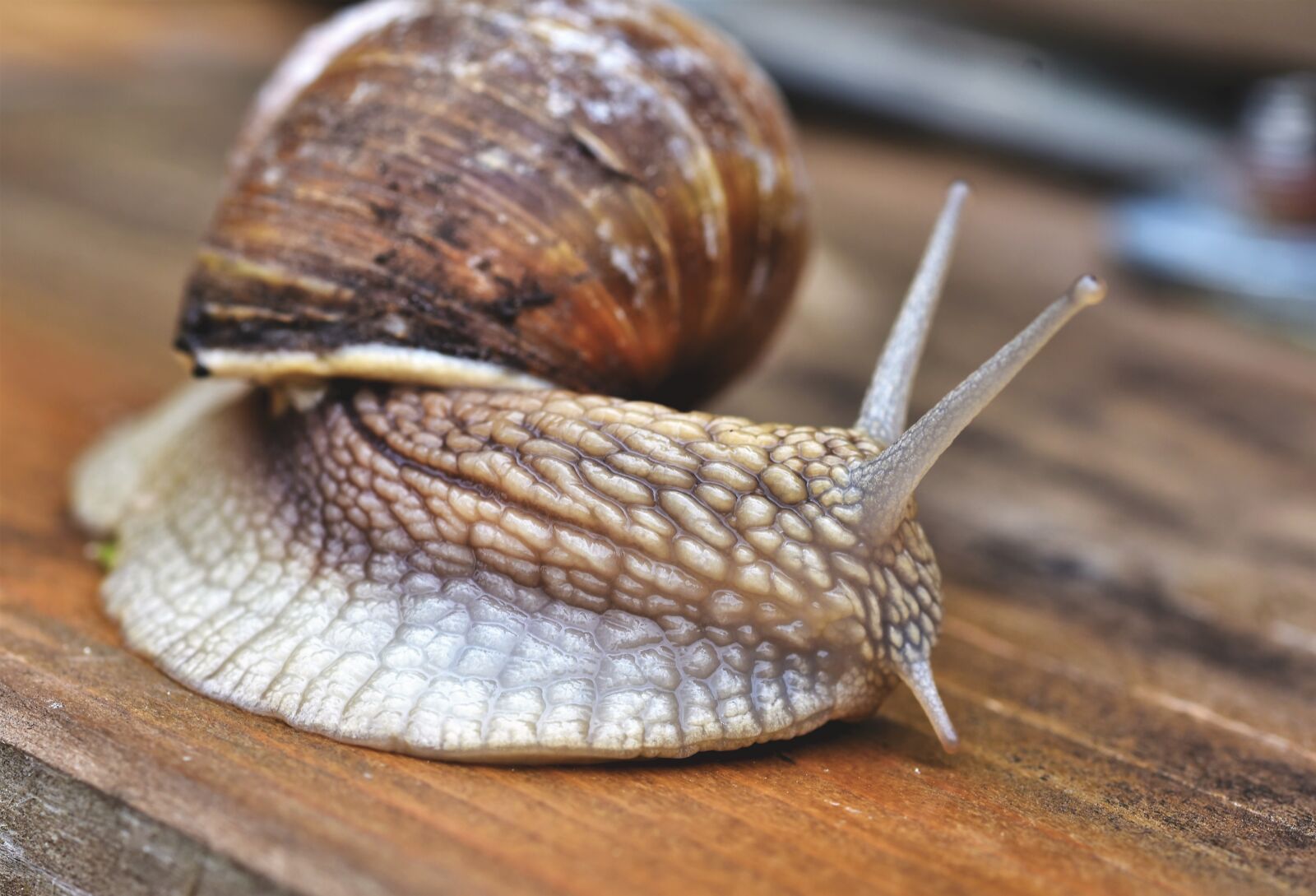 Nikon D7200 sample photo. Snail, shell, mollusk photography